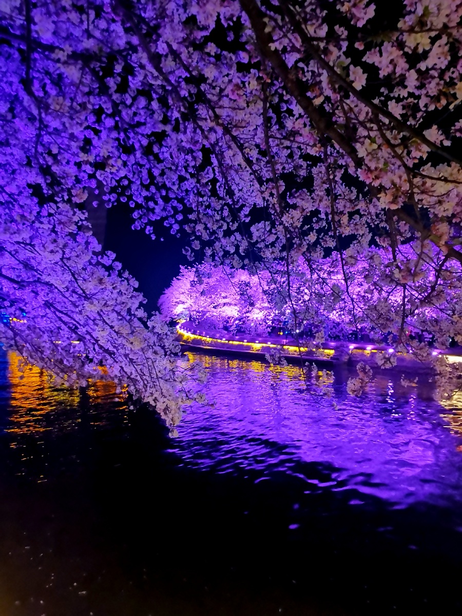 醉美无锡鼋头渚夜樱