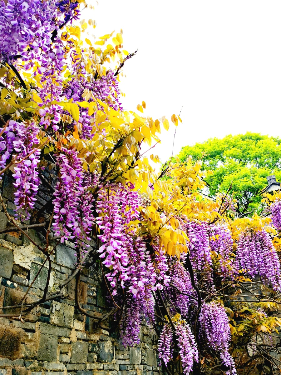 紫藤花(拍摄于无锡惠山古镇) - 爱旅游568 - 图虫