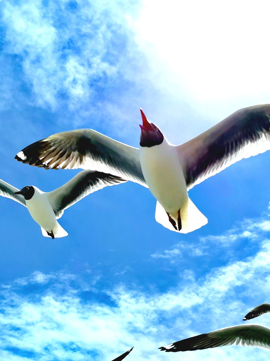 红嘴鸥拍摄于青海湖