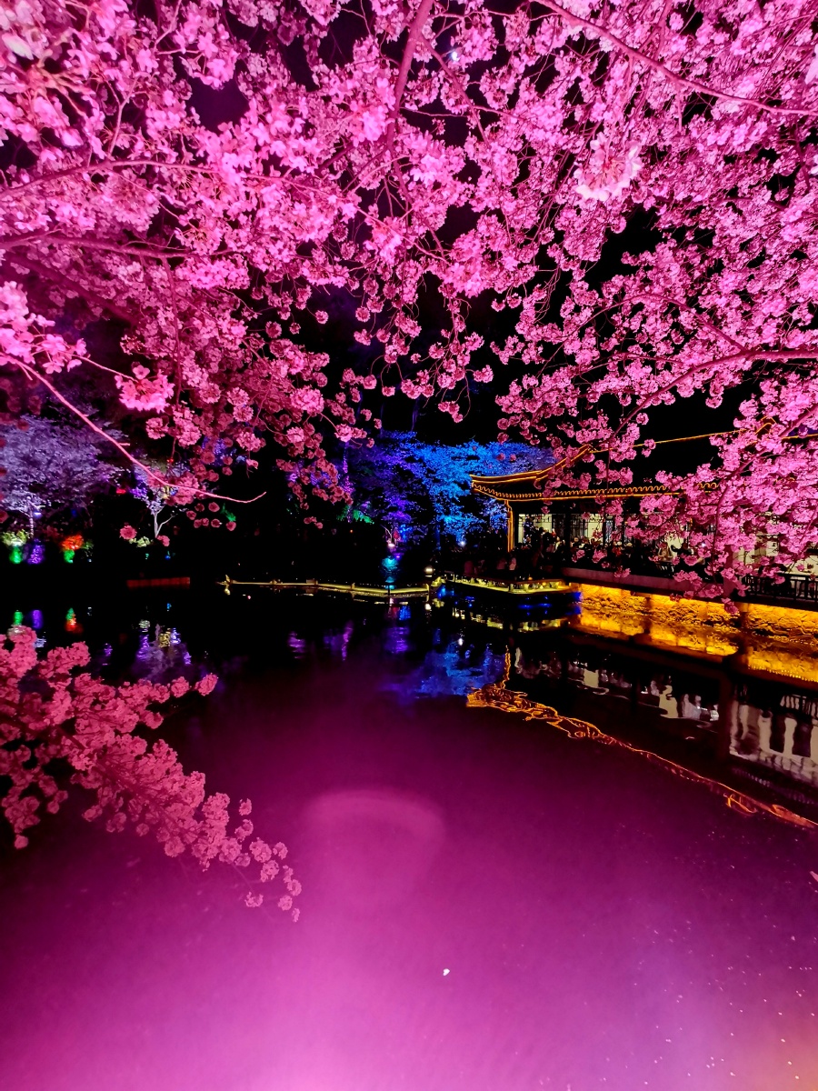 醉美无锡鼋头渚夜樱