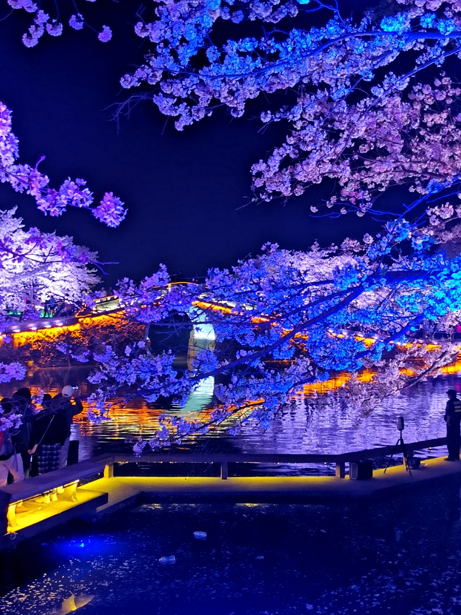醉美无锡鼋头渚夜樱