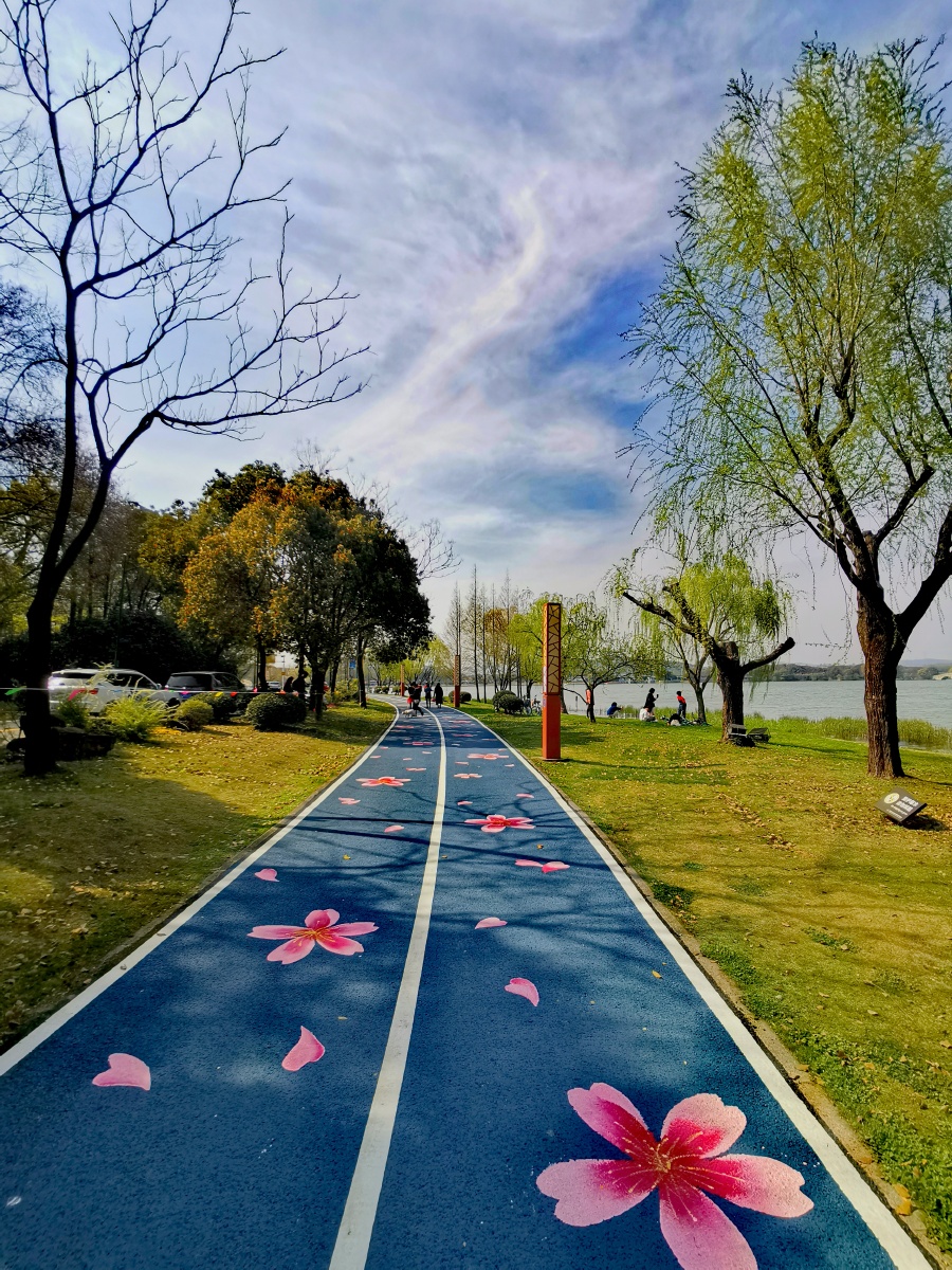 无锡鼋头渚十里芳径彩绘樱花大道