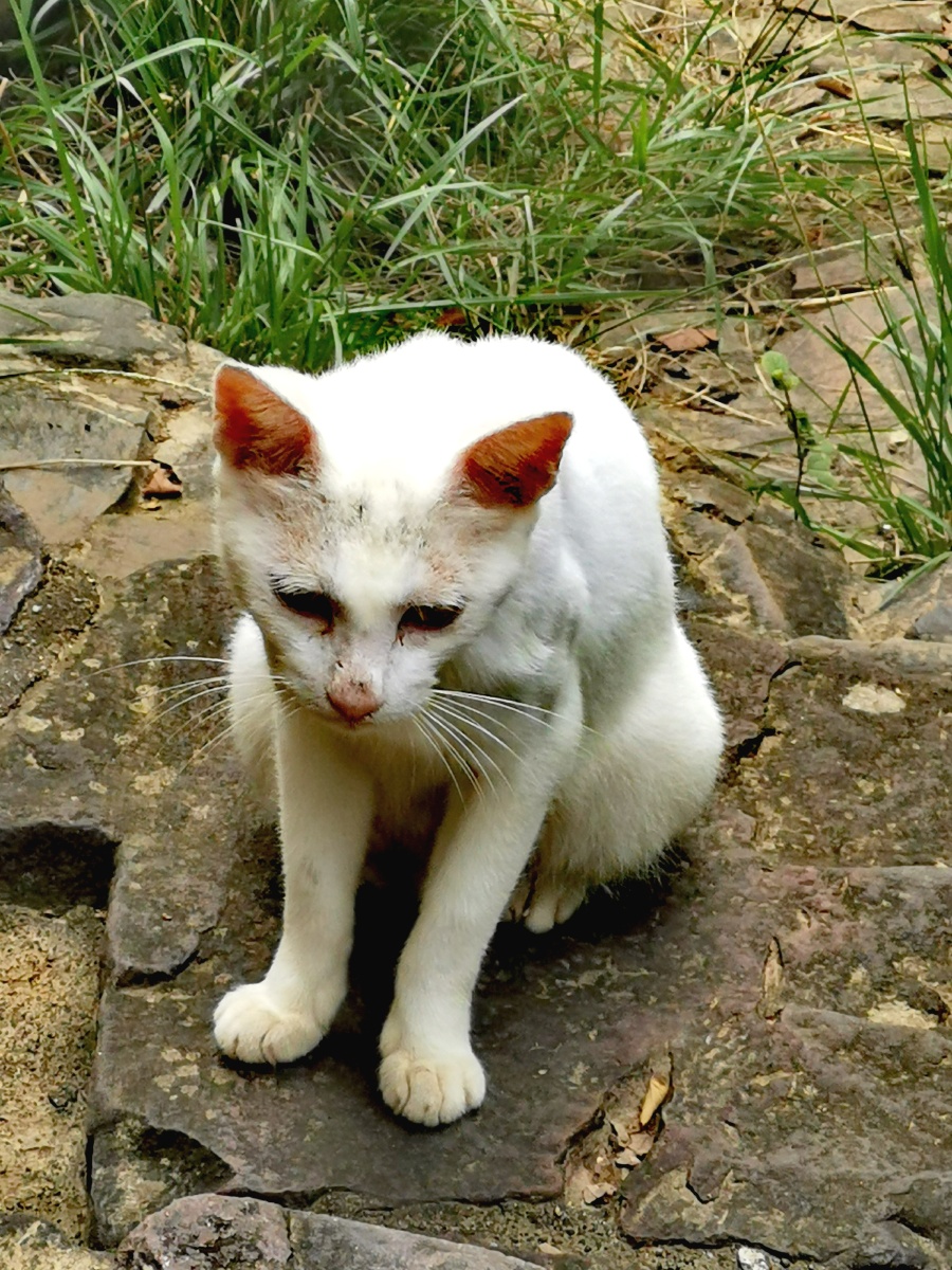 公园里的流浪猫拍摄于无锡鼋头渚