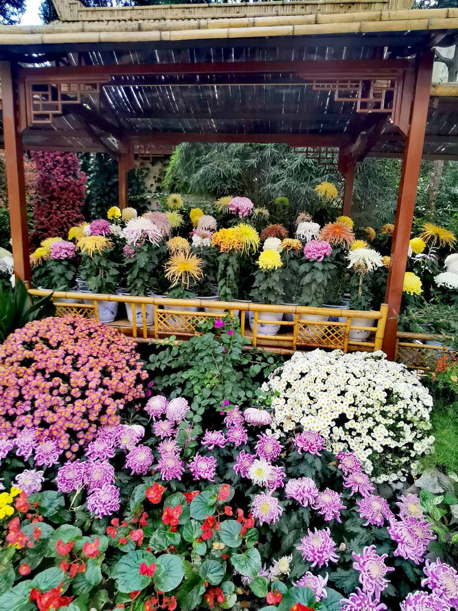 无锡惠山古镇菊花展