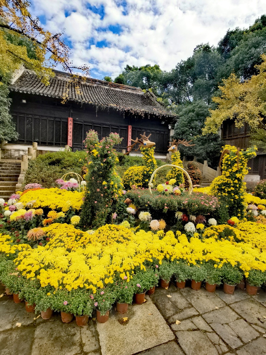 无锡惠山古镇菊花展