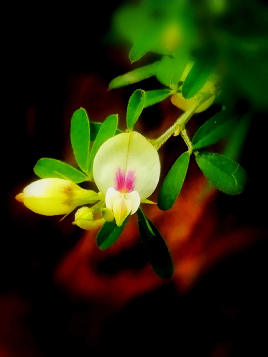 圆叶胡枝子花