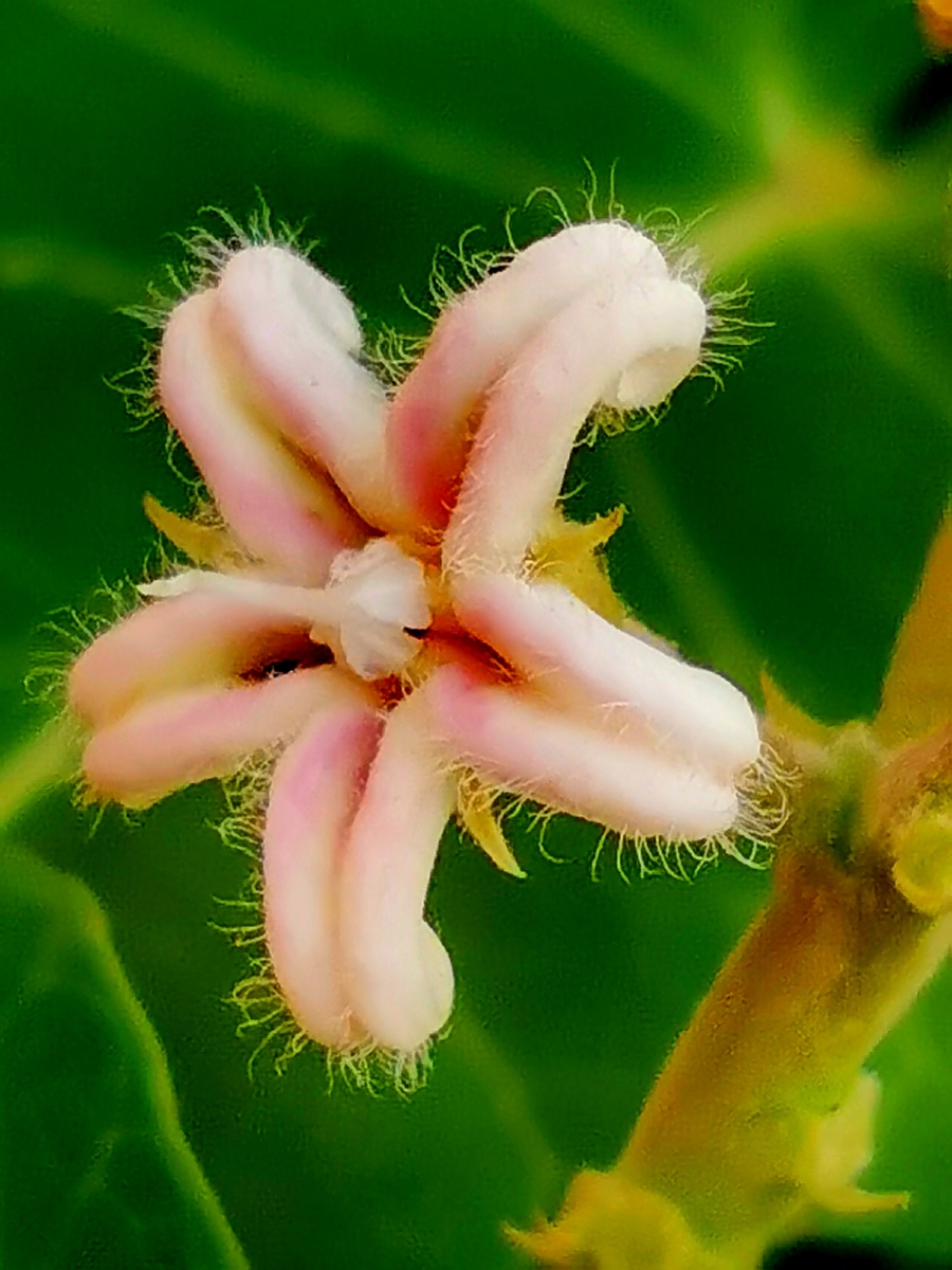 萝藦花 - 爱旅游568 - 图虫