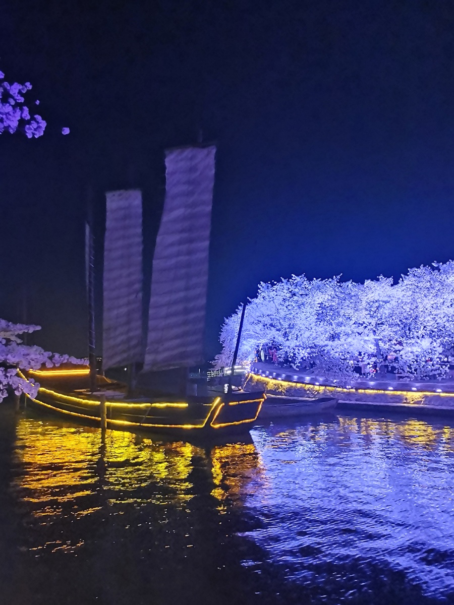 醉美无锡鼋头渚夜樱