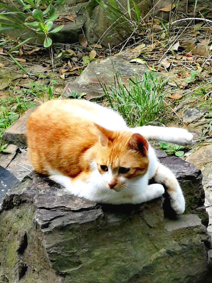 公园里的流浪猫拍摄于无锡鼋头渚