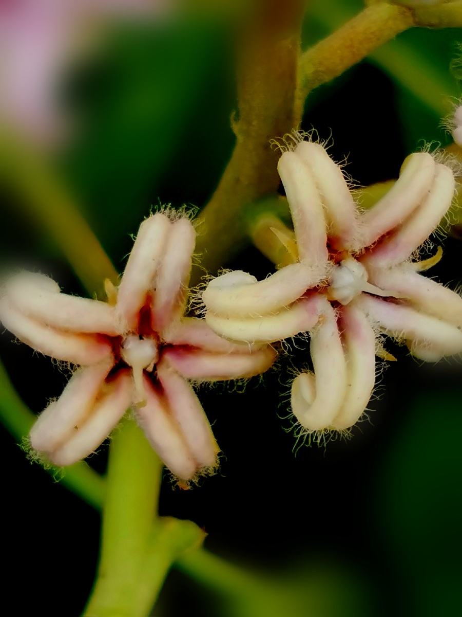 萝藦花 - 爱旅游568 - 图虫