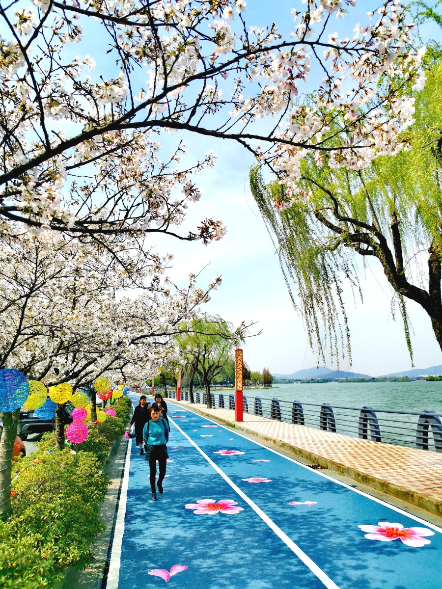 无锡鼋头渚十里芳径彩绘樱花大道