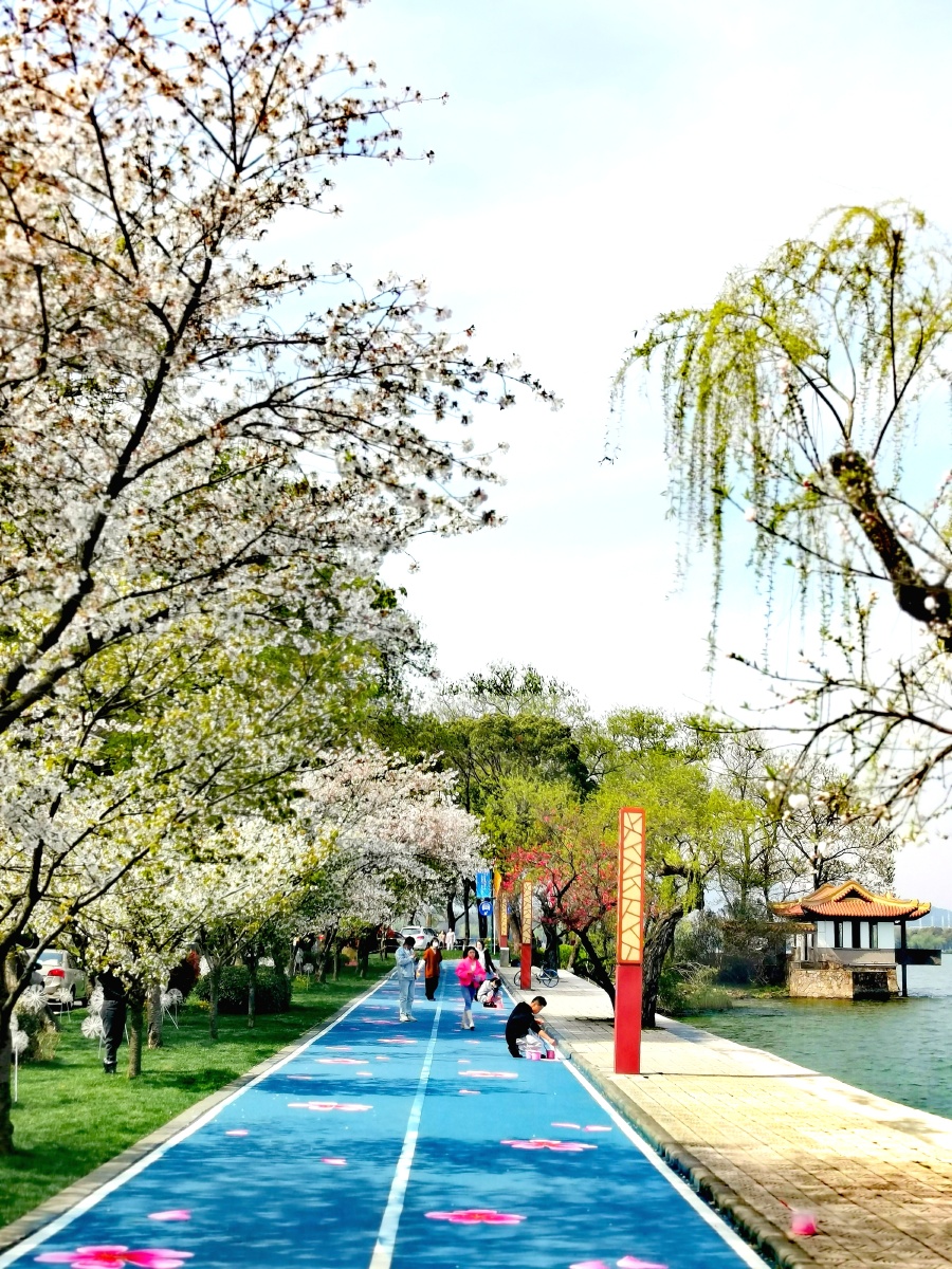 无锡鼋头渚十里芳径彩绘樱花大道