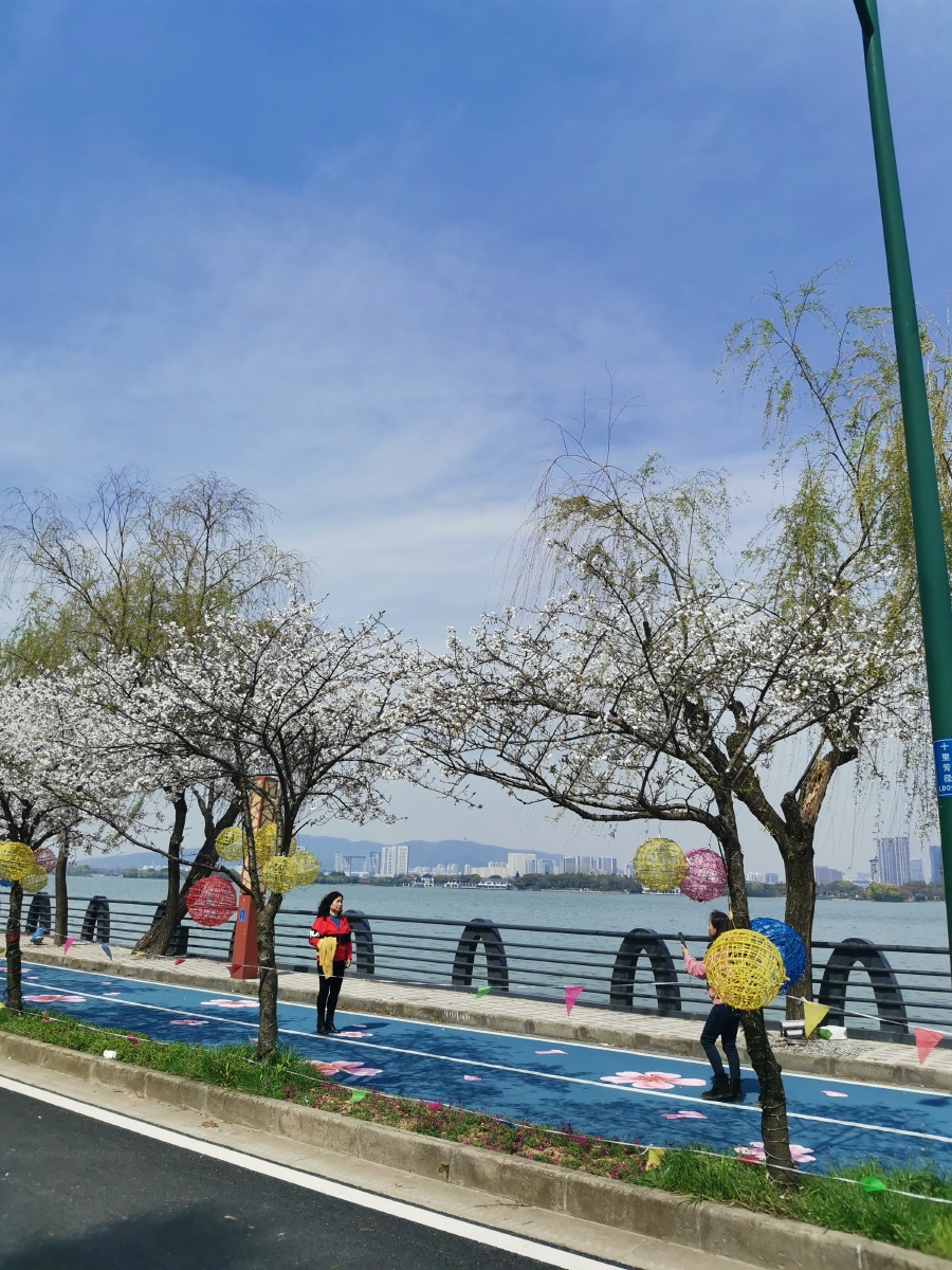 无锡鼋头渚十里芳径彩绘樱花大道