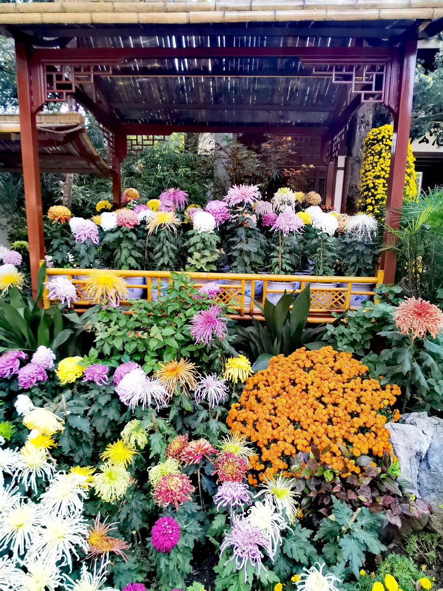 无锡惠山古镇菊花展
