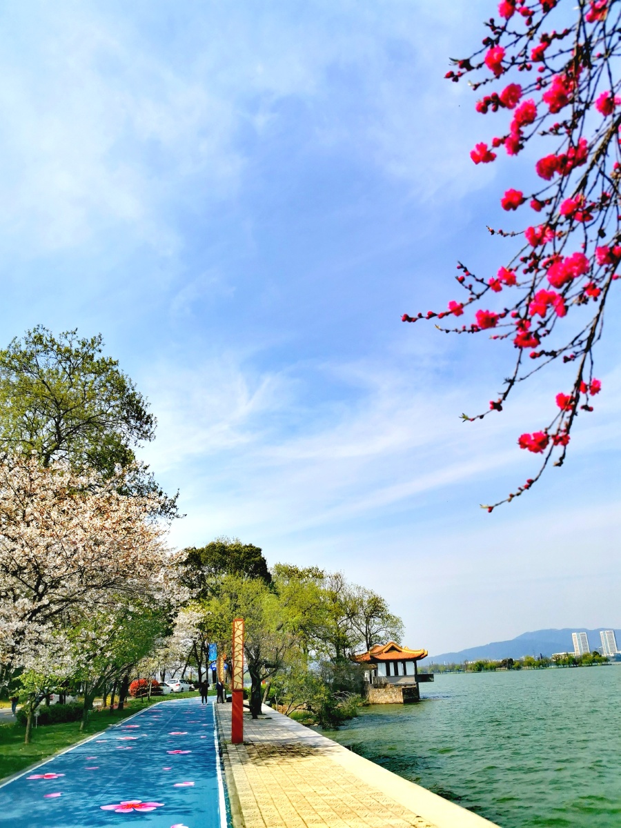 无锡鼋头渚十里芳径彩绘樱花大道