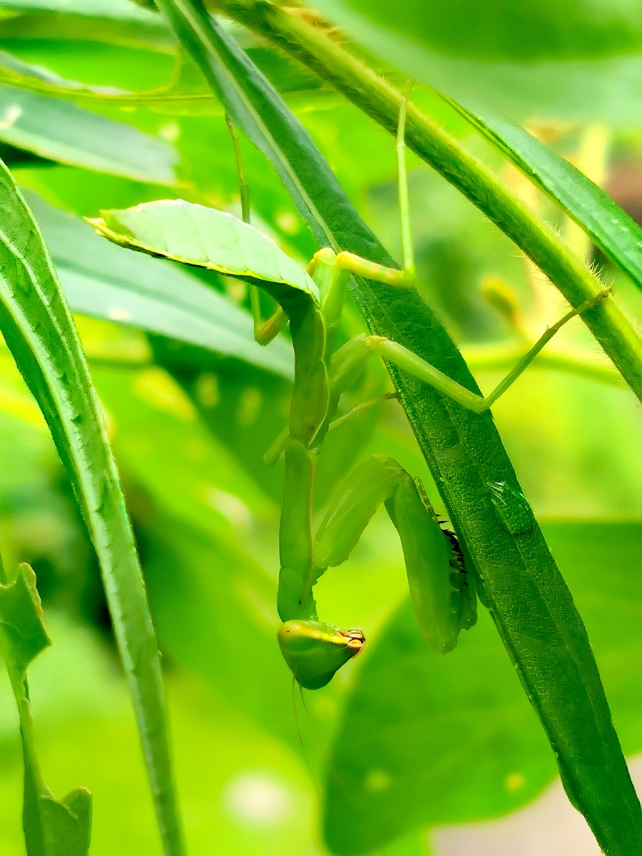 螳螂随拍 - 爱旅游568 - 图虫