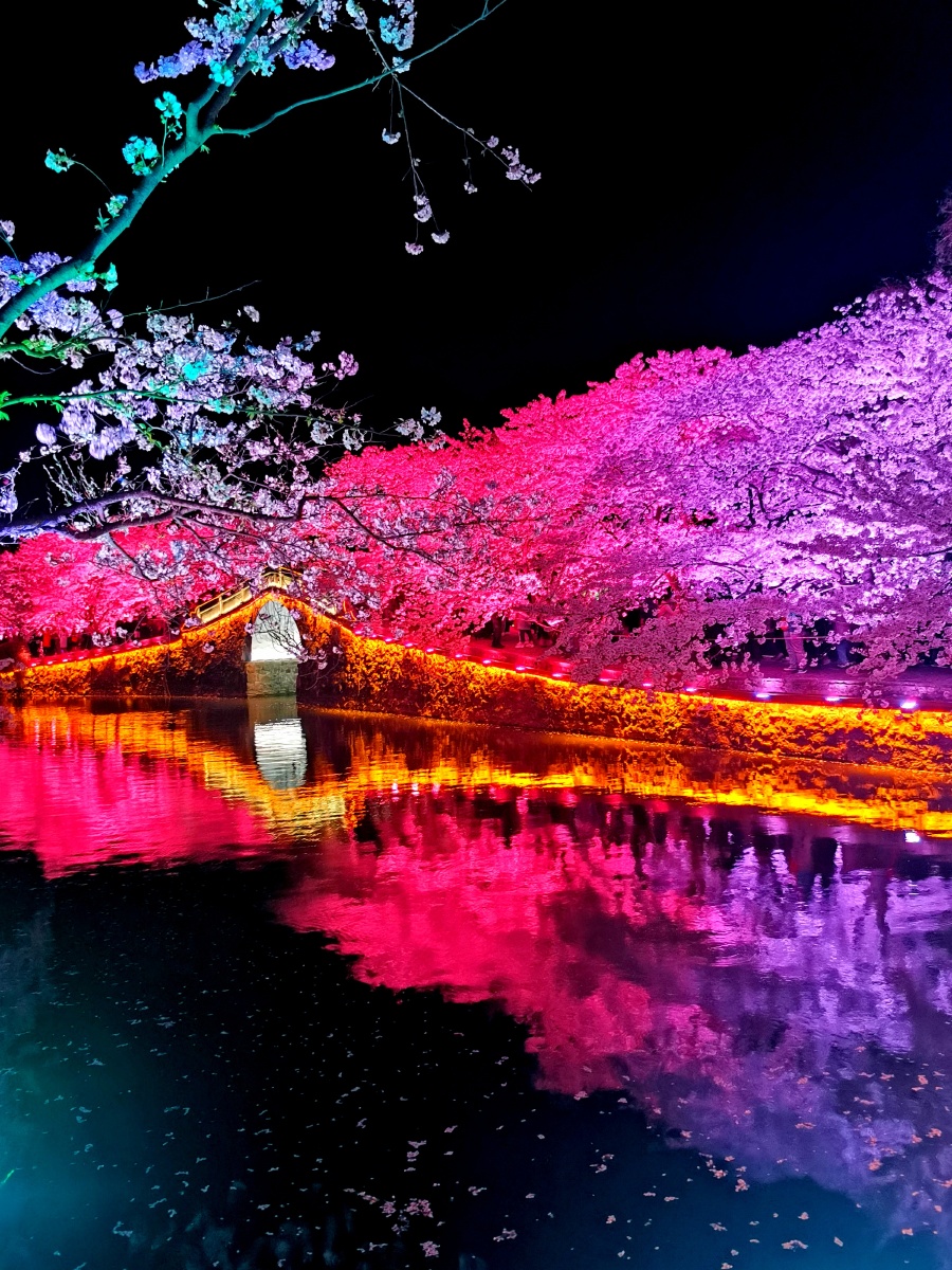 醉美无锡鼋头渚夜樱