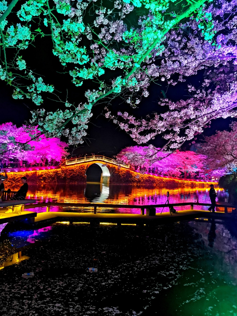 醉美无锡鼋头渚夜樱