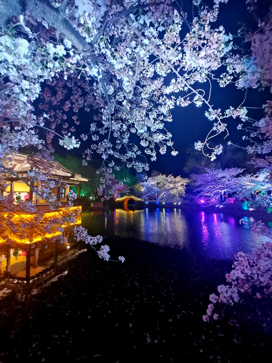 醉美无锡鼋头渚夜樱