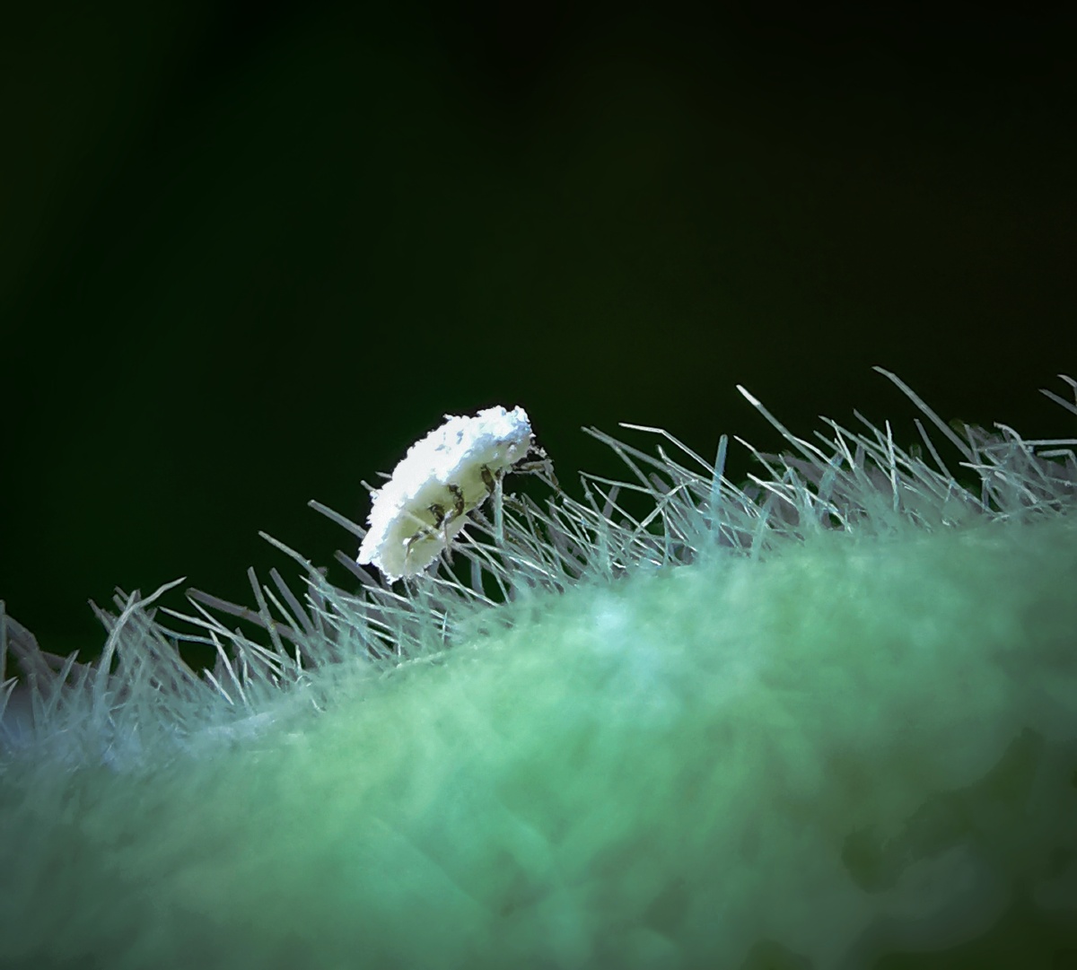 且听风吟a2020年8月24日968关注草上飞微虫世界圈子微距摄影公开小组