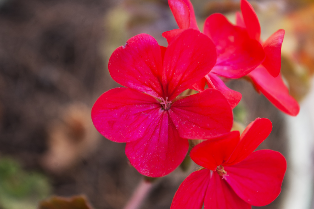 色彩鲜艳的花朵