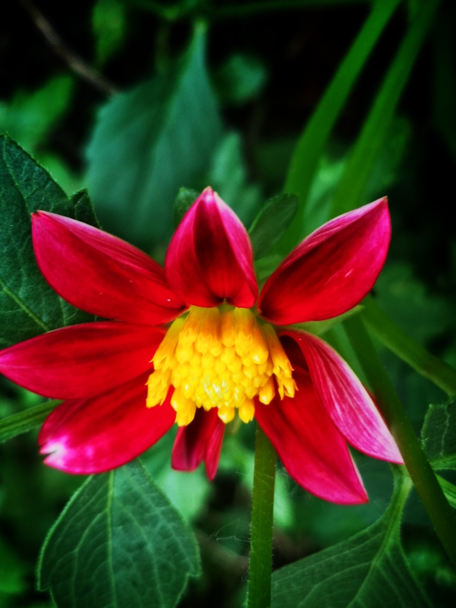 我们叫他山芋花