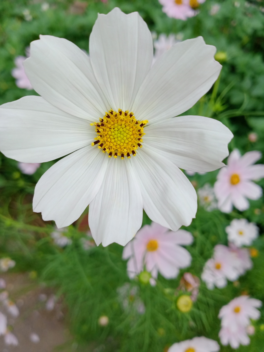 有格桑花的清晨