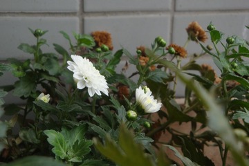 C88AC298-DA65-450F-BA35-FA40EECBF352/L0/001
