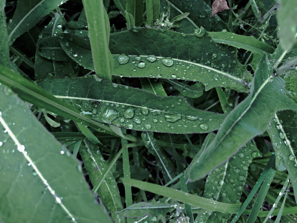 雨后- 无青蓝 - 图虫