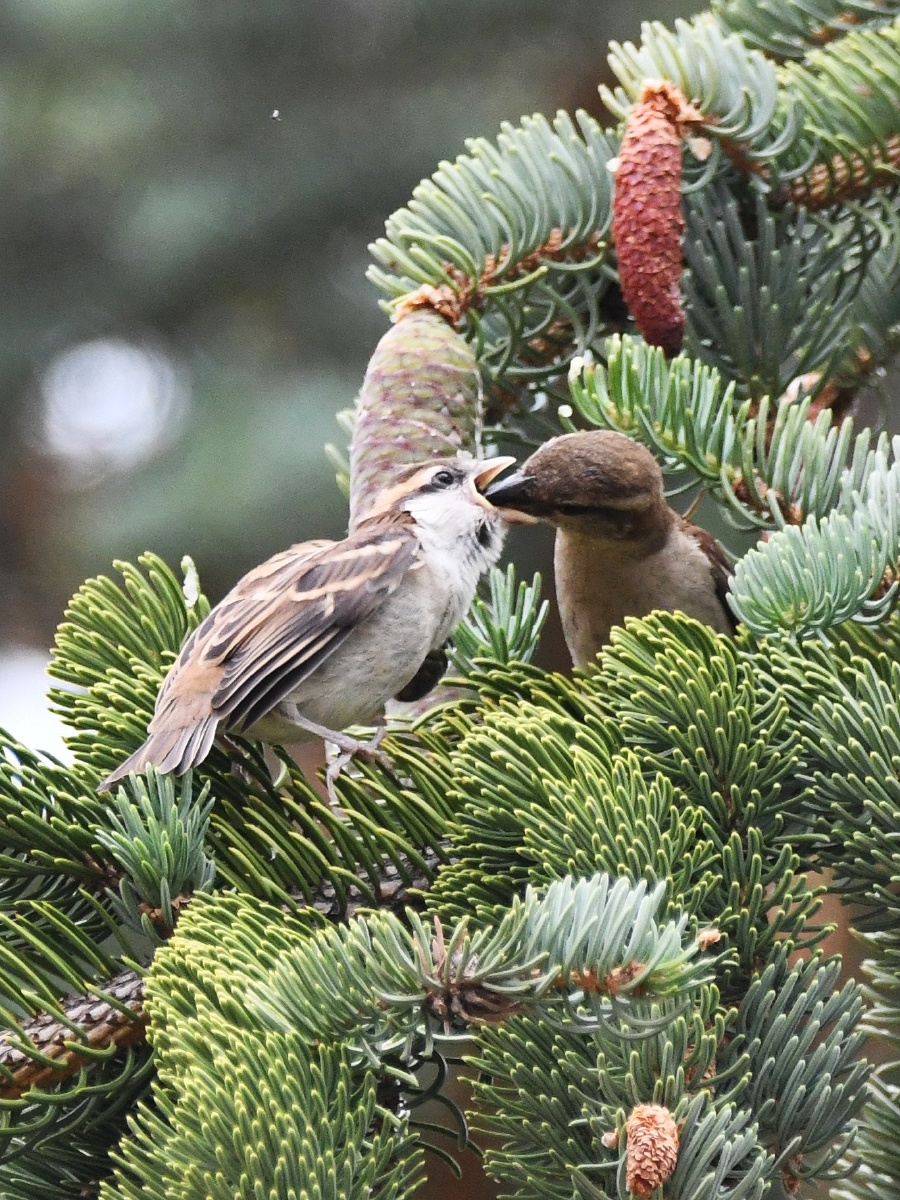 乞食中的山麻雀