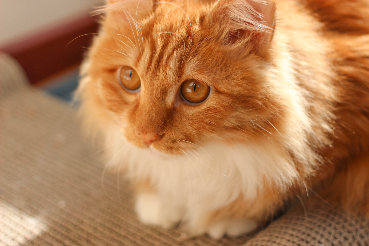 可以在今晚钻进我被窝的时候 偷偷亲我一下吗