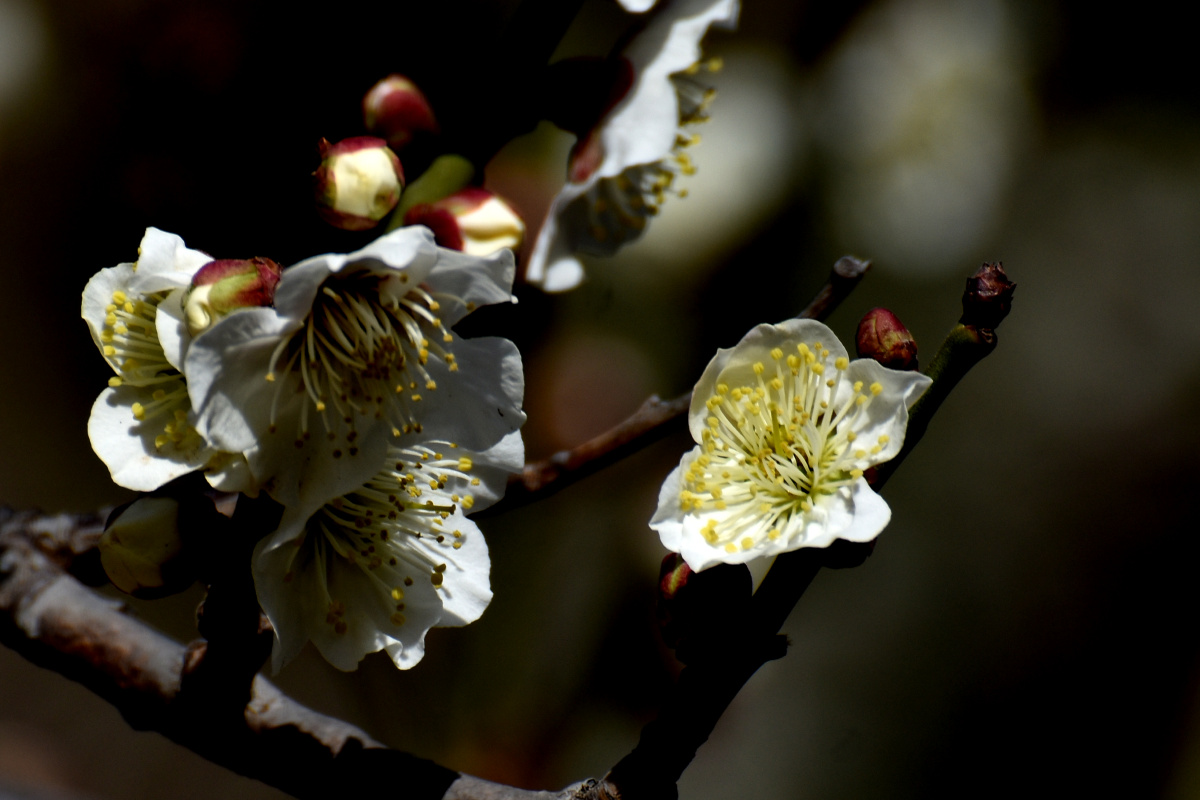 江梅报春白梅摄于北京中山公园