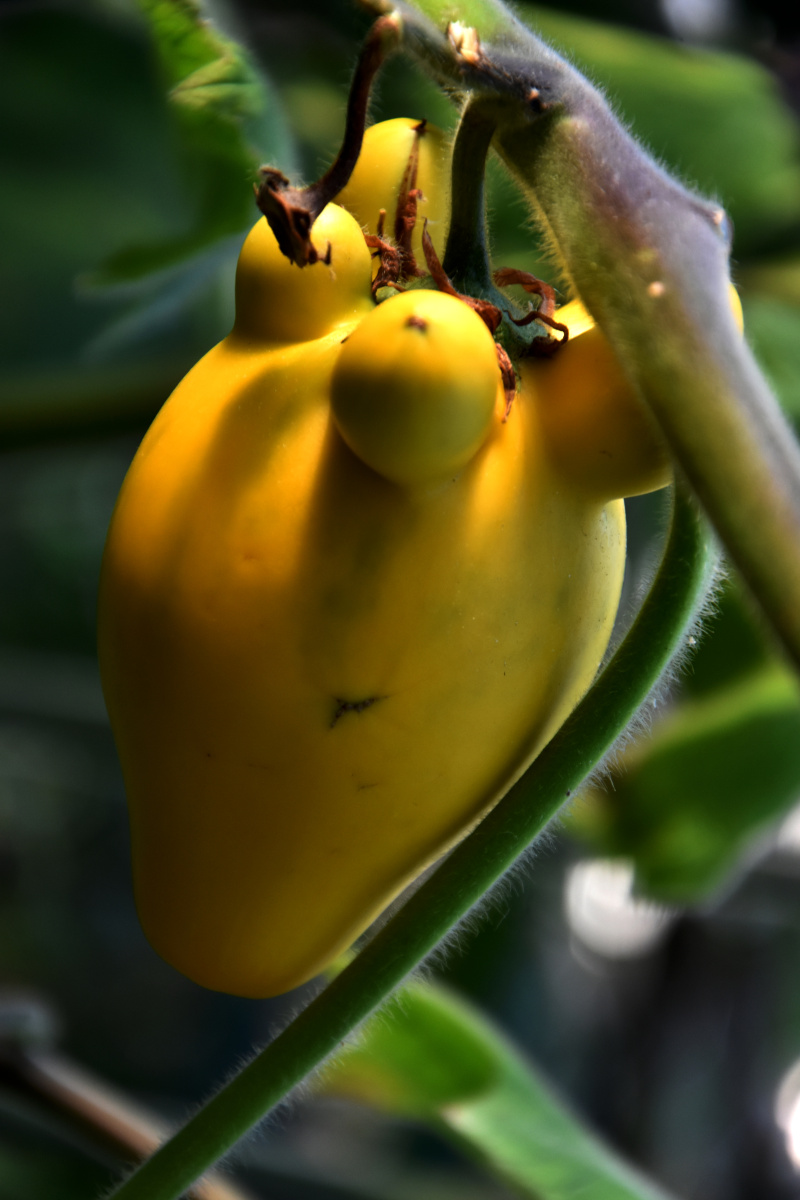 乳茄摄于北京世界花卉大观园