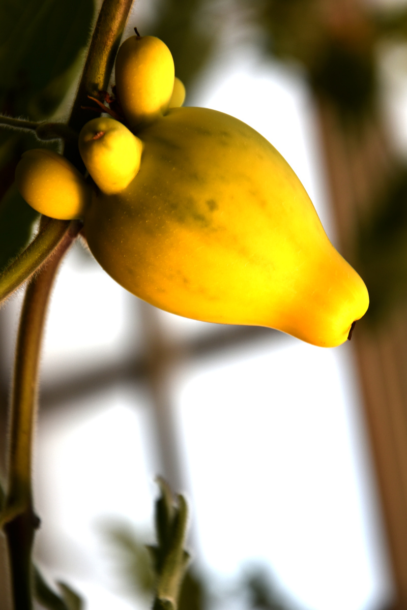 乳茄摄于北京世界花卉大观园