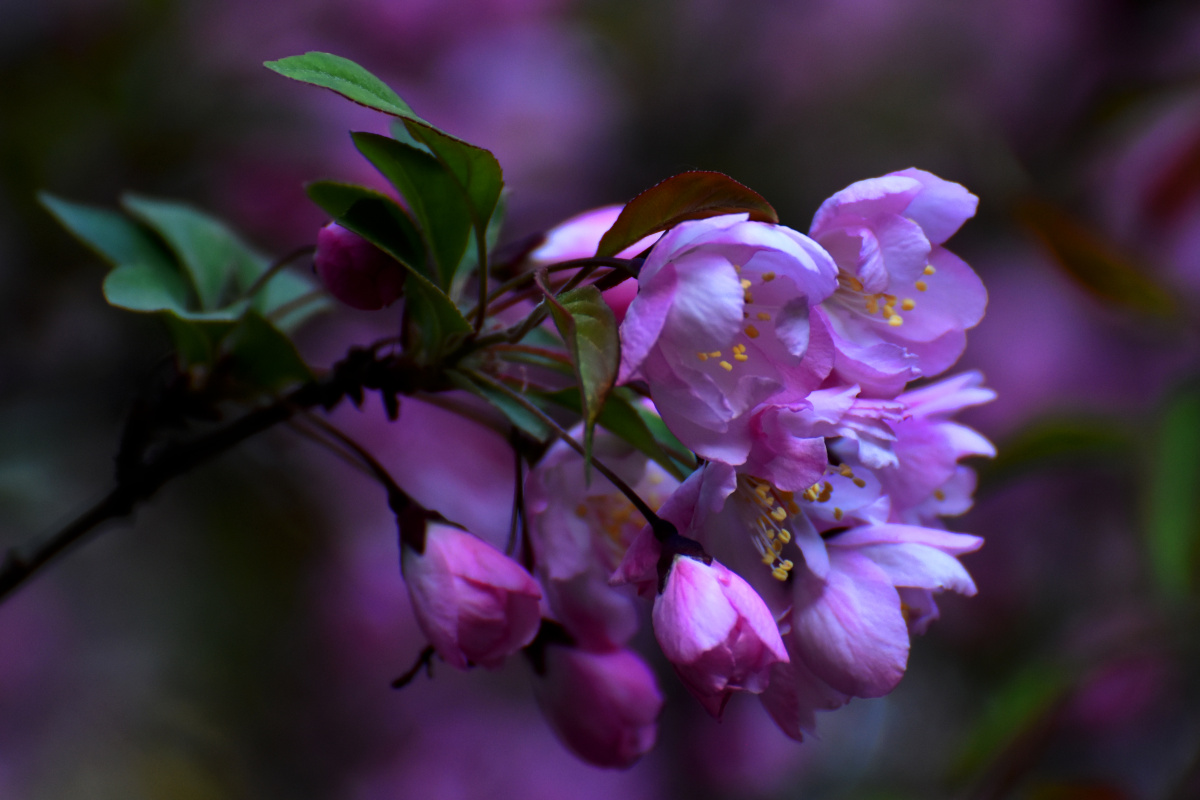 海棠花唐齐己繁于桃李盛于梅寒食旬前社后开半月暄和留艳态两时风雨两