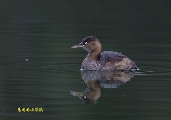 DSC_1042_1a