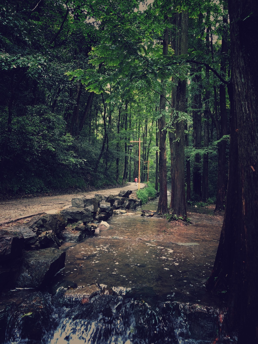 阴暗森林 - 木杉先森 - 图虫