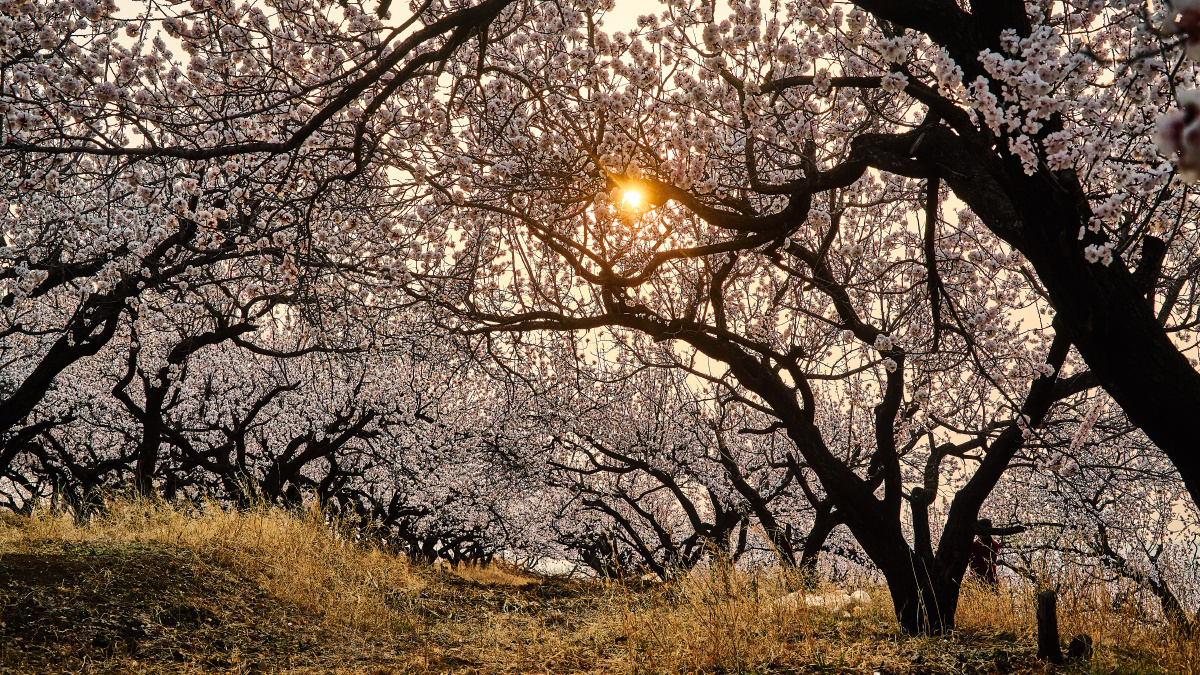 沙地沟里杏花开