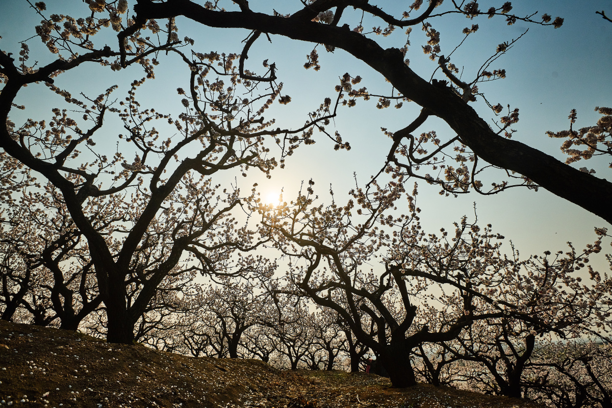 沙地沟里杏花开