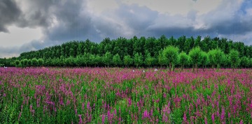 IMG_9121 1