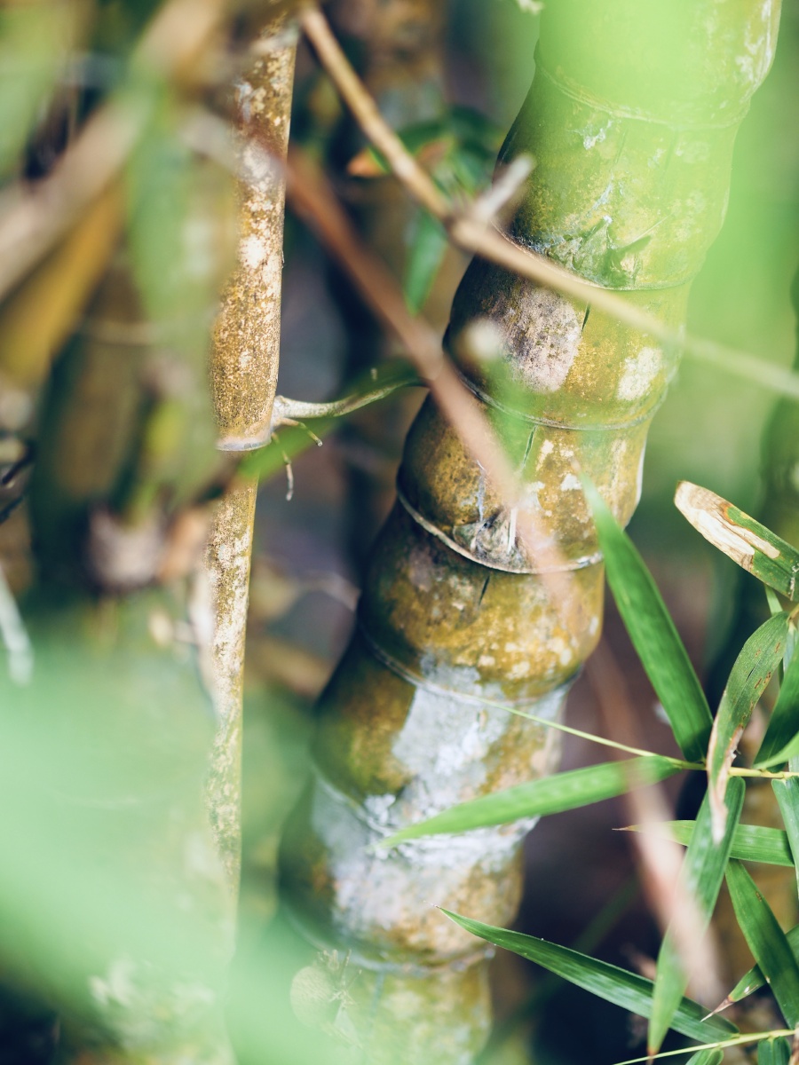 山际见来烟竹中窥落日