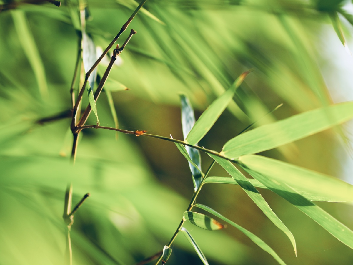 山际见来烟竹中窥落日