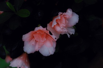 38717B5D-9C4B-46E9-B96E-AF9C81E70299/L0/001