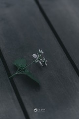 1401ACE4-6E08-4DED-A36F-0803271B8FC0/L0/001