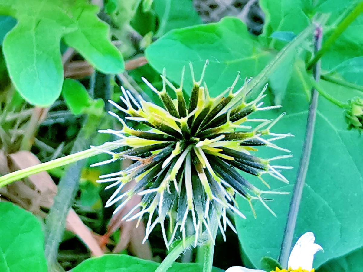 鬼针草 - 玉见你yu - 图虫