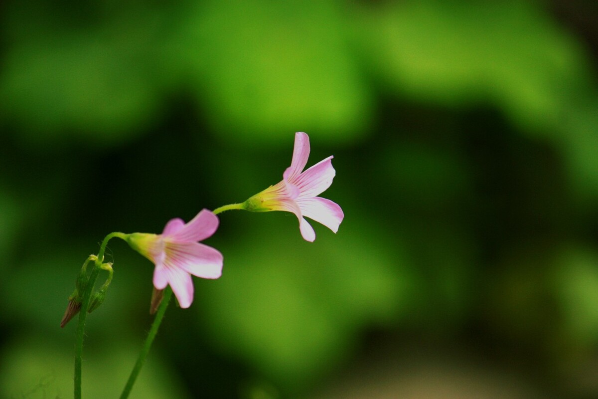 送你一朵小花花 - 知乎