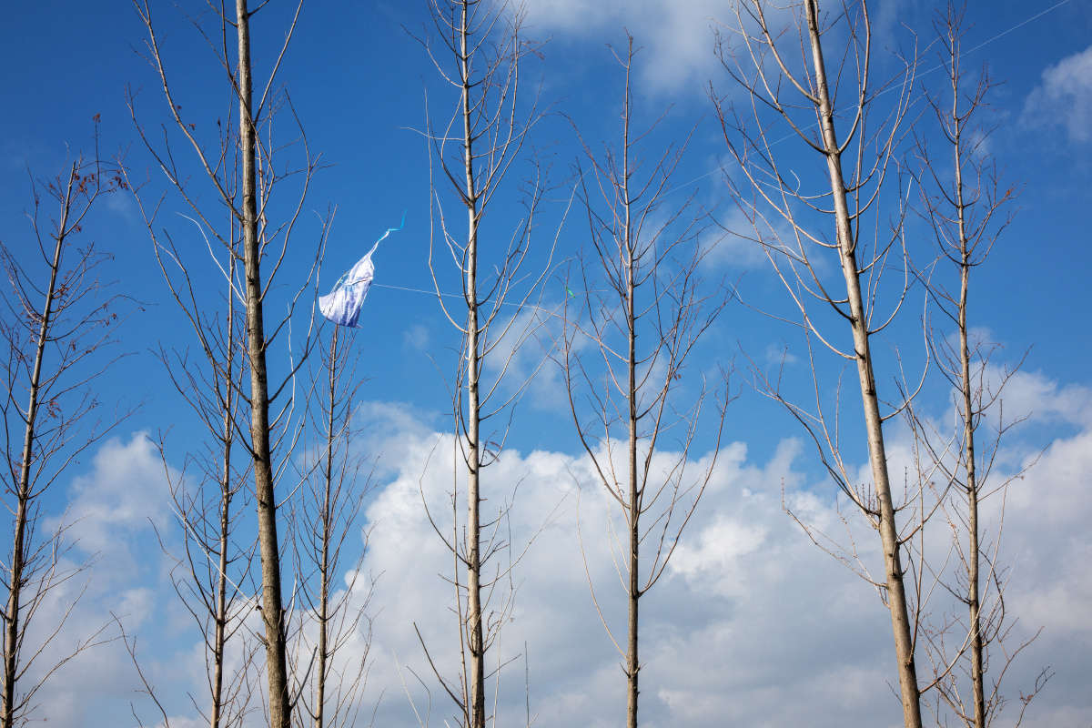 挂在树梢的风筝