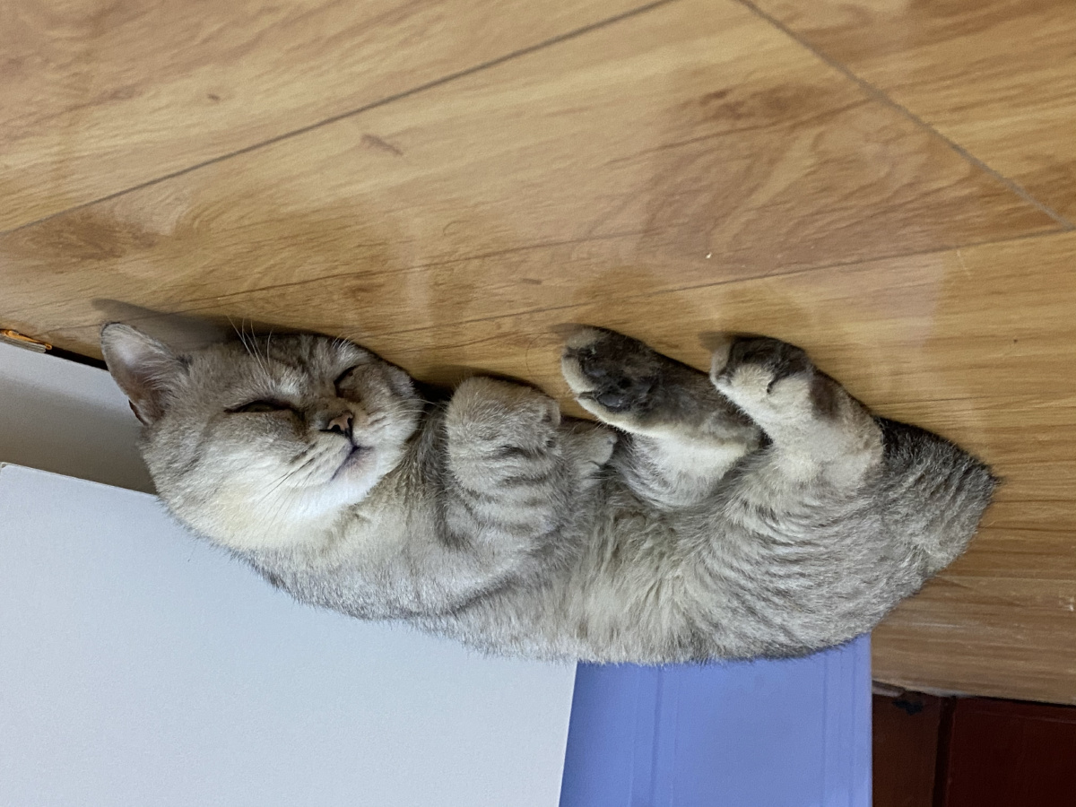 废猫剃毛前剃毛后