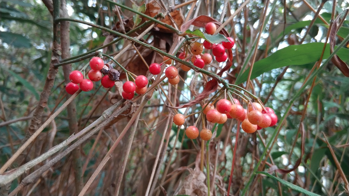 清明-野果 - 小杨视角 - 图虫