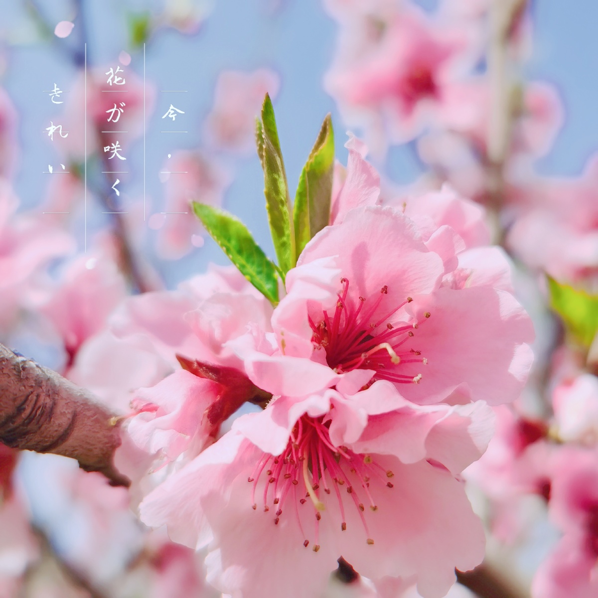 春日桃花